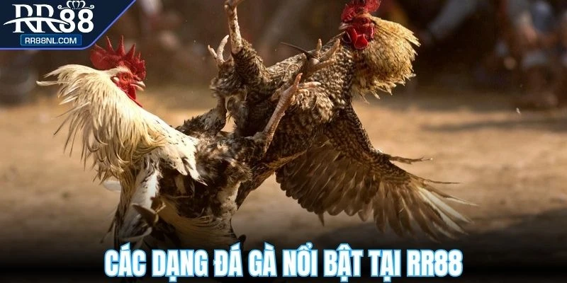 Các dạng đá gà nổi bật luôn thu hút người chơi tại RR88