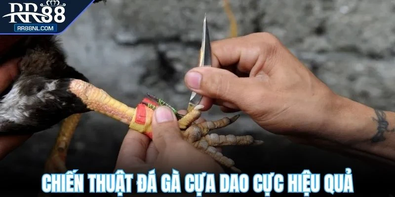 Chiến thuật đá gà cựa dao cực hiệu quả