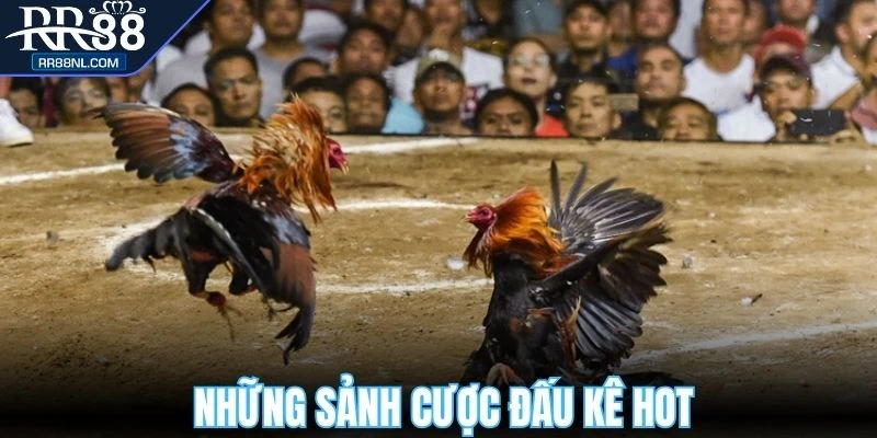  Những sảnh cược đấu kê đang chiếm sóng thị trường