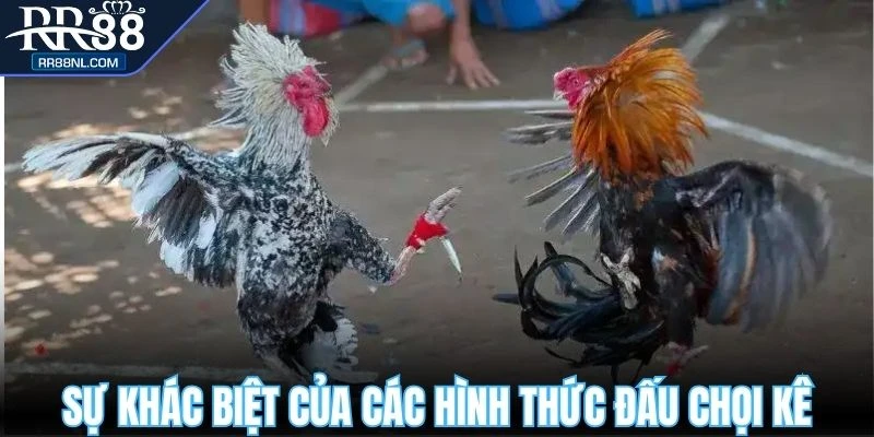 Sự khác biệt của các hình thức đấu chọi kê